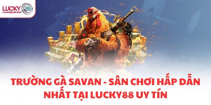 TRƯỜNG GÀ SAVAN - SÂN CHƠI HẤP DẪN NHẤT TẠI LUCKY88 UY TÍN